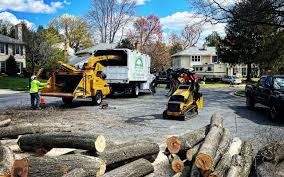 Professional Tree Care Services in Grundy, VA