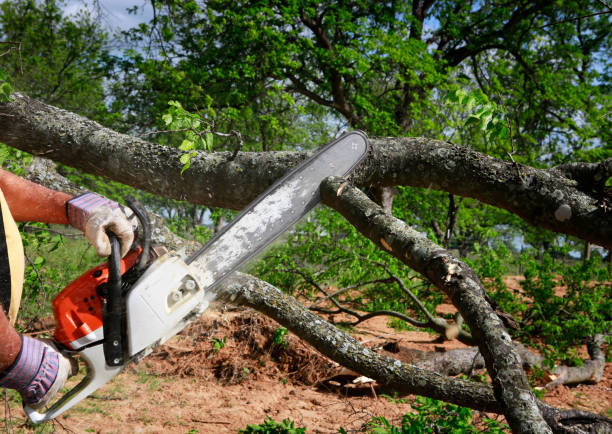 How Our Tree Care Process Works  in  Grundy, VA